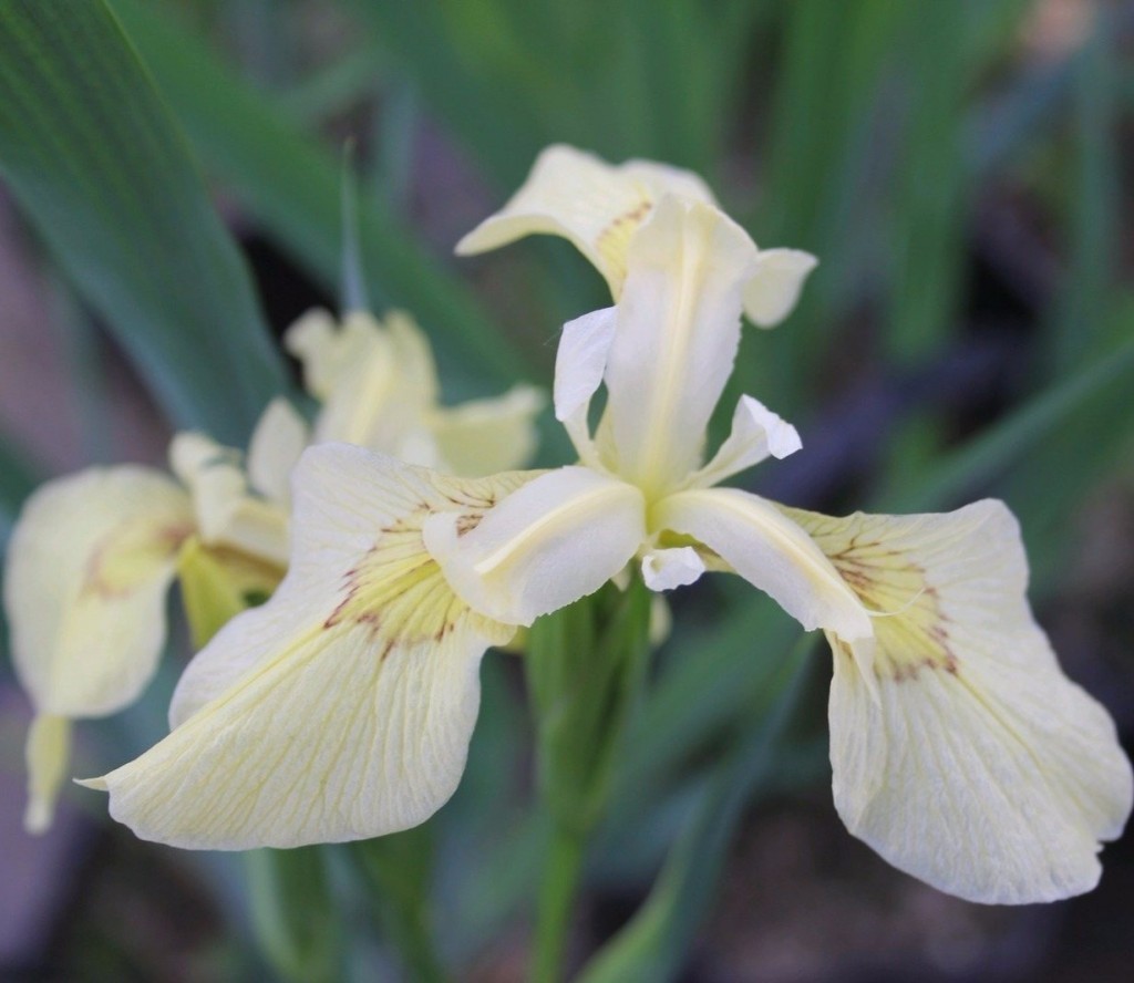 Бело-желтый цветок сибирского ириса сорта Alba