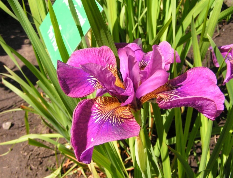 Пурпурный цветок ириса сибирского сорта Рио Рита