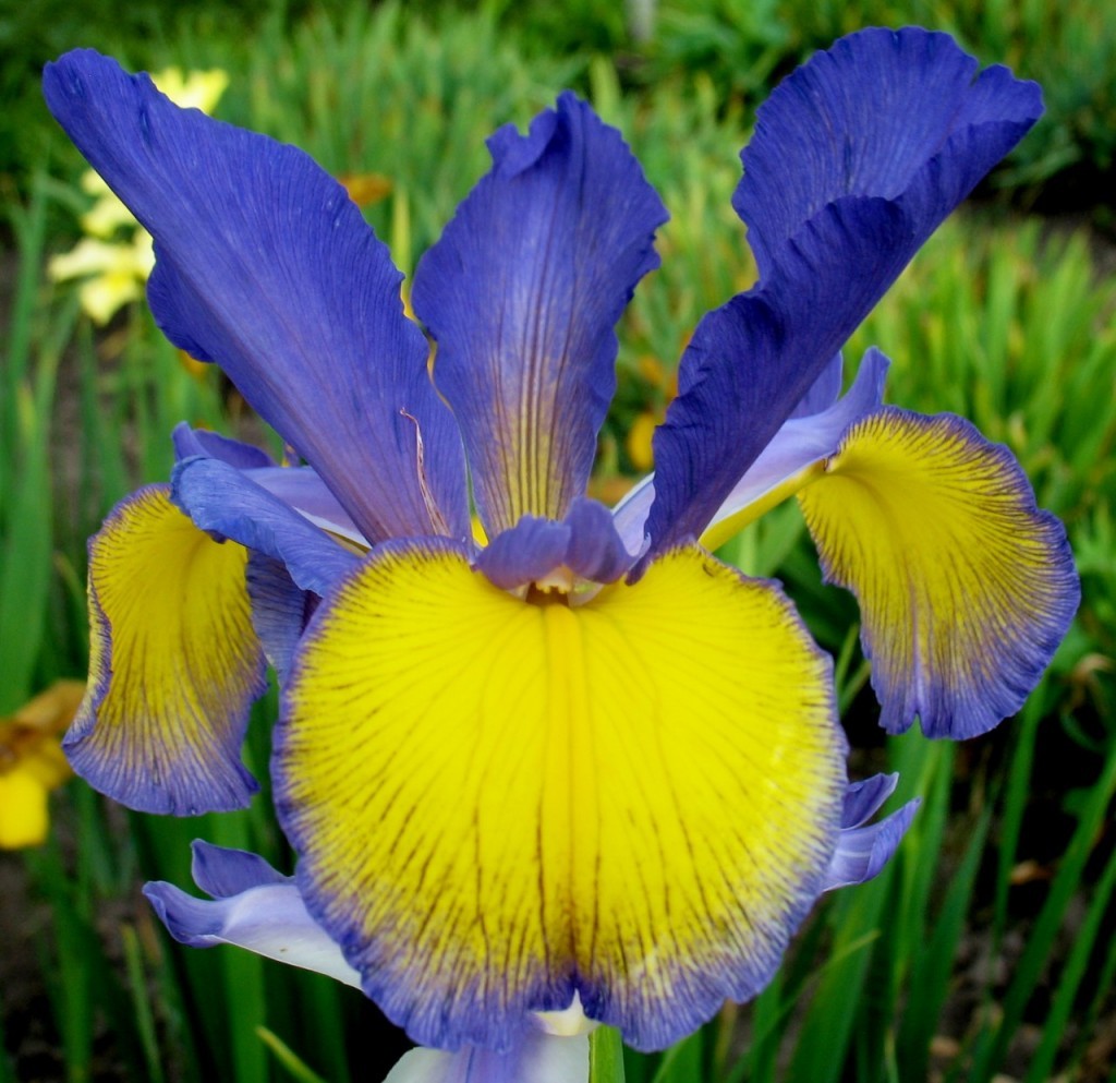 Желто-сиреневый цветок ириса сорта Clara Ellen