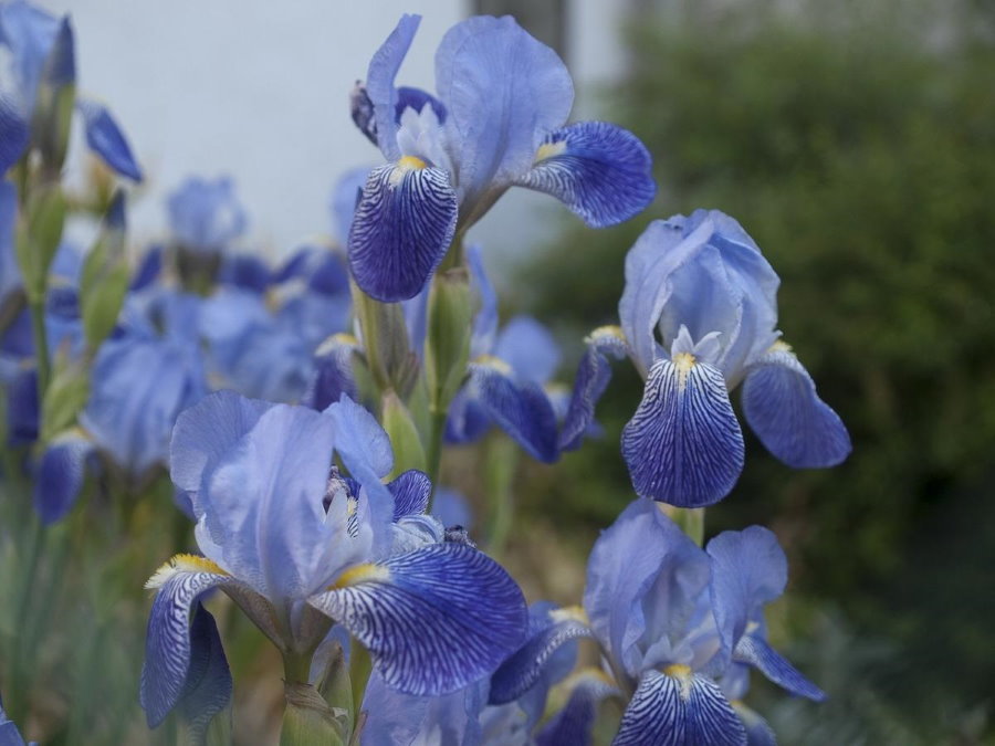 Крупные цветки ирисов нежно-голубого окраса