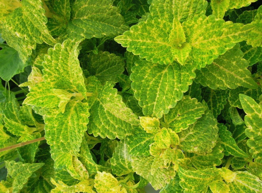 Лимонно-зеленая окраска листьев на колеусе сорта Electric Lime