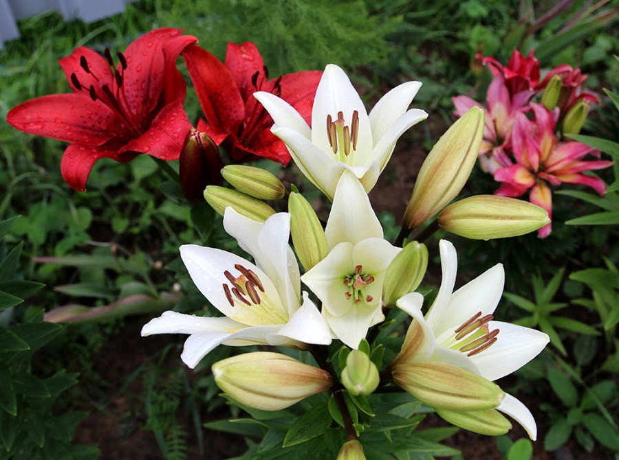 Лилии в саду: фото, оформление участка, сочетание на клумбе с другими цветами