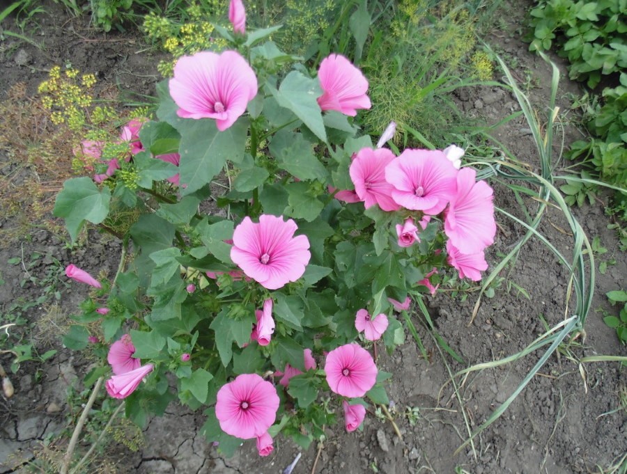 Кустик лавареты небольшого роста с розовыми цветочками