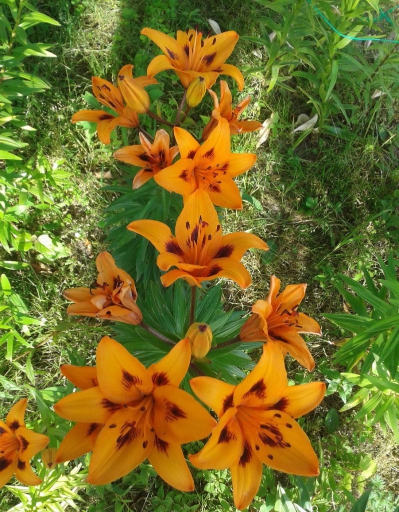Красивые цветки оранжевой лилии на загородном участке