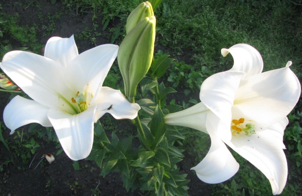 Чисто белые цветки воронкообразной формы на лилии Глобал Бьюти