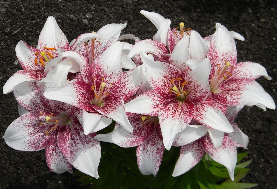 Куст лилии сорта Кроссовер с бело-бардовыми цветками