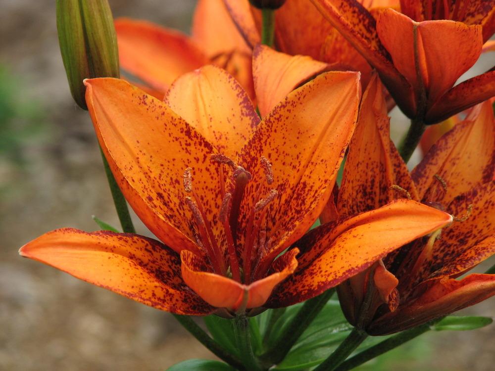 Насыщенная окраска лилии Оранж Арт с длинными стеблями