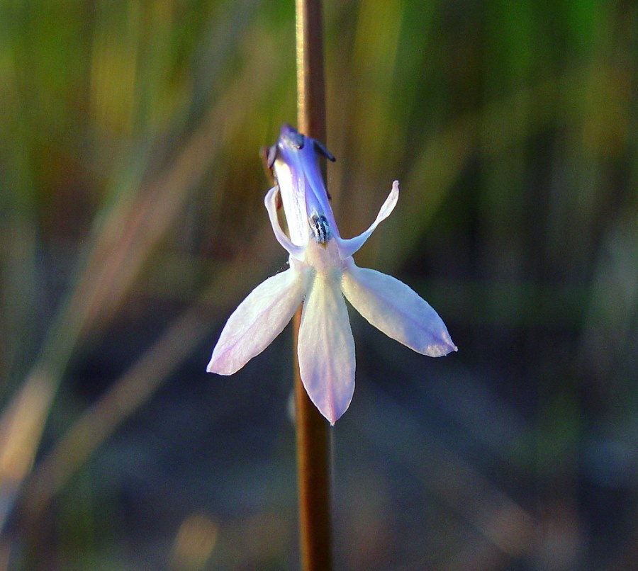 Бело-голубой цветок лобелии редкого сорта Дортмана