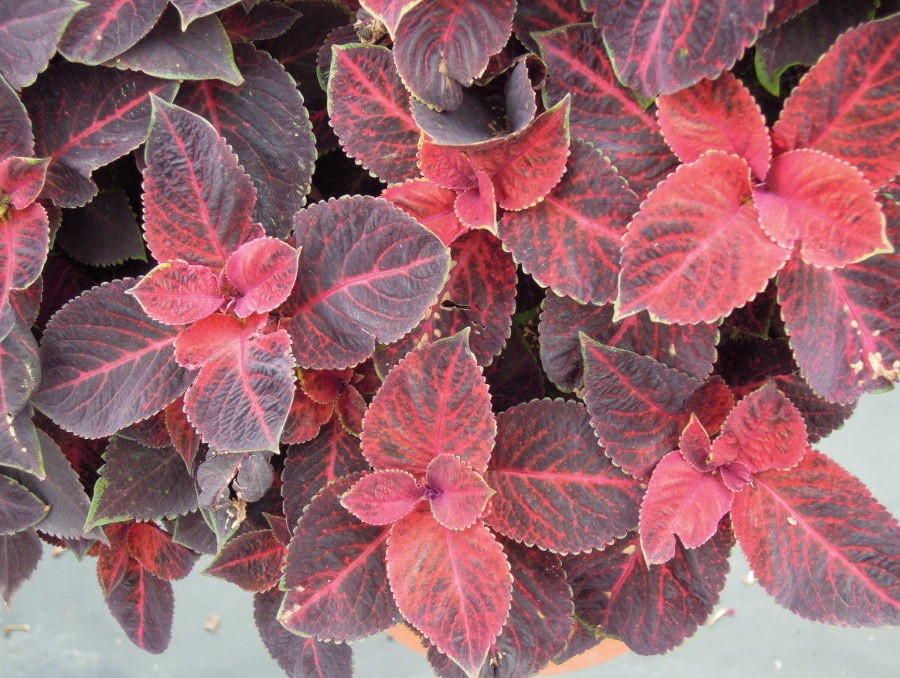 Окраска листвы колеуса Wisard Velvet red весной