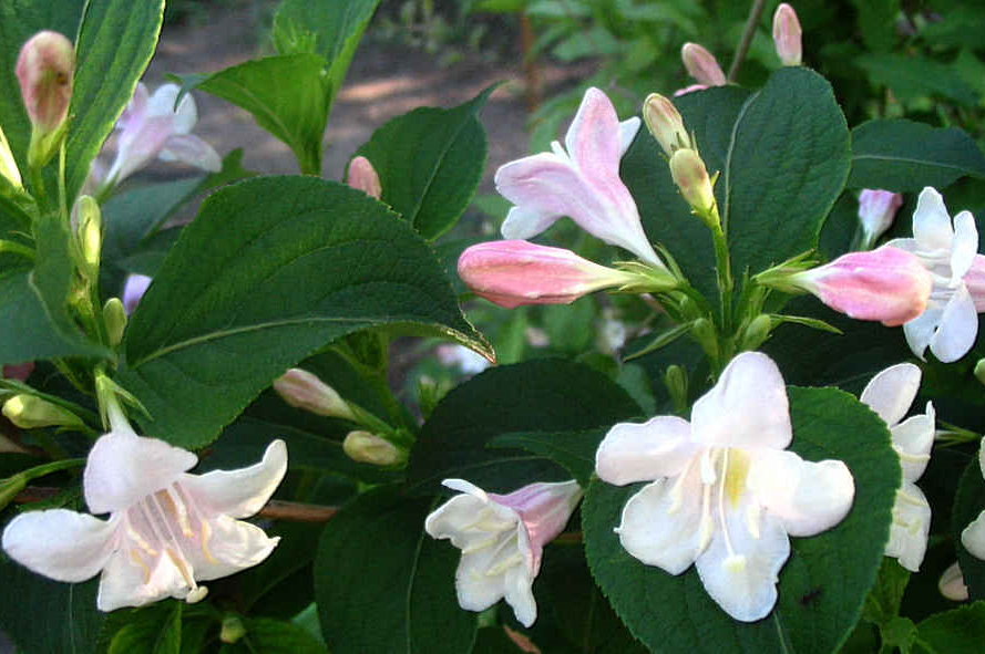 Бело-розовые цветки на макушке вейгелы сорта Альба