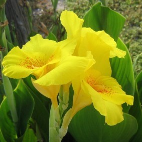 цветок канна в саду фото виды