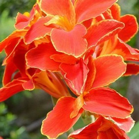 цветок канна в саду виды