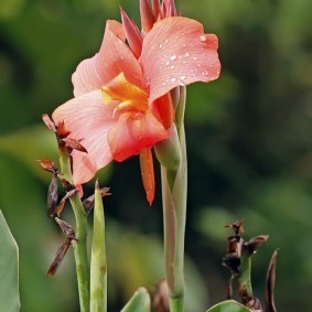 цветок канна в саду виды оформления