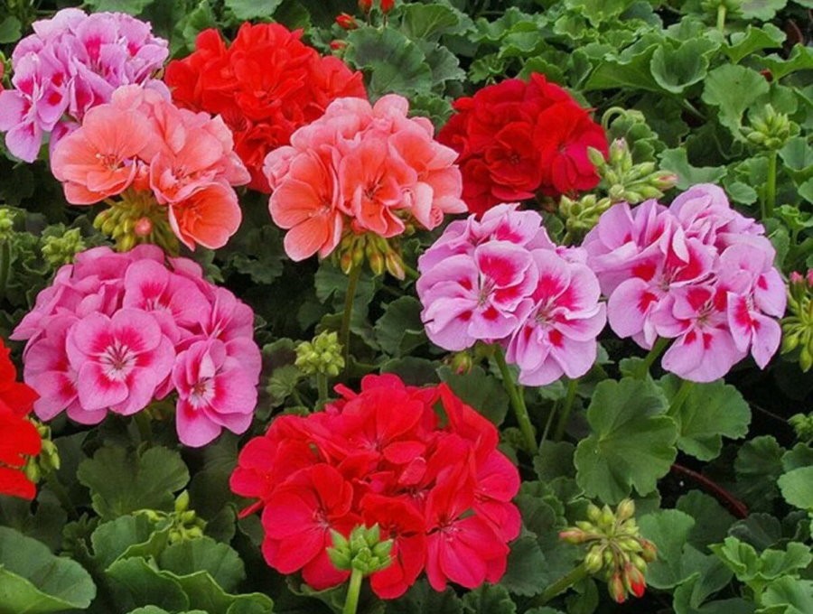 Герань садовая: описание и выращивание цветов