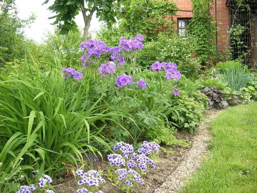 Герань в саду: фото, оформление участка клумбами с пеларгониями садовыми
