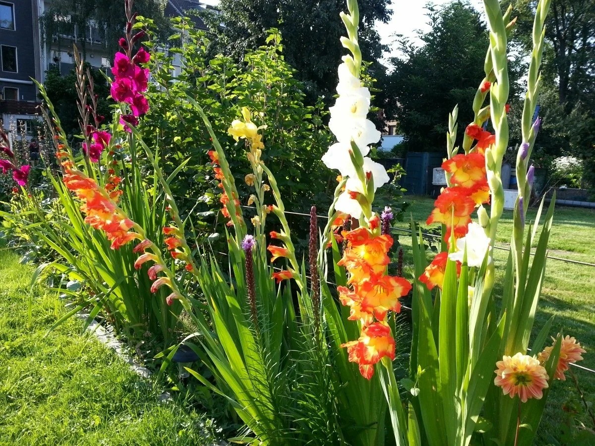 Цветы для оформления клумбы на садовом участке