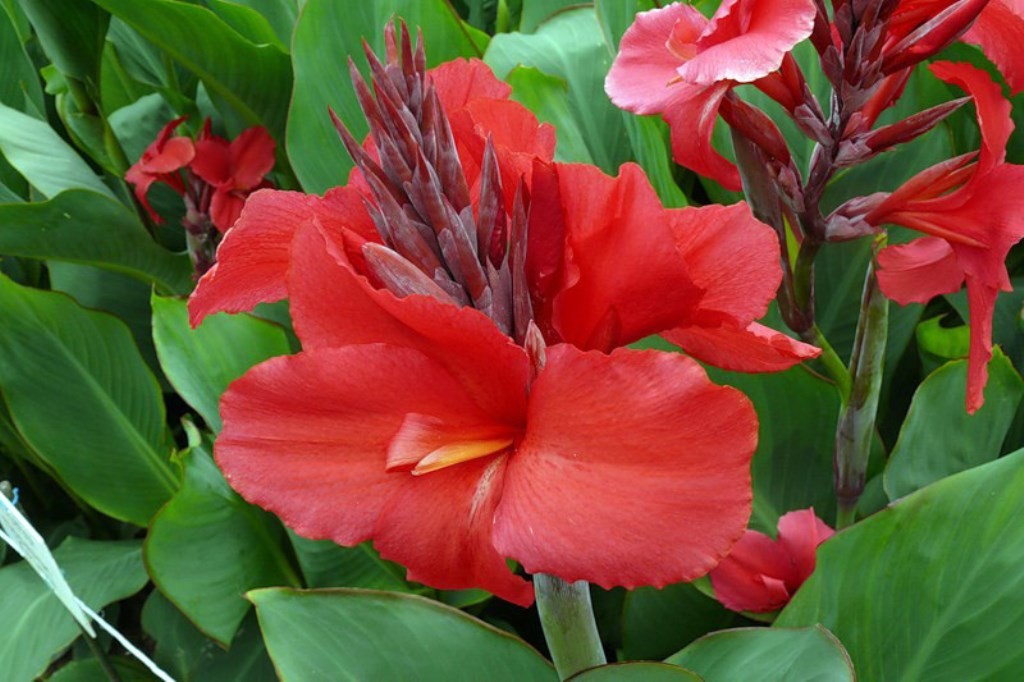 Цветок с широкими листьями и красными цветами название фото