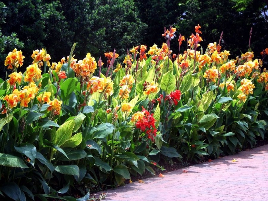 Цветок канна: уход в саду, фото использования в ландшафтном дизайне