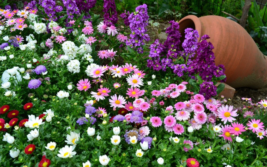 Однолетние садовые цветы: красивые и неприхотливые долгоцветущие виды для клумб