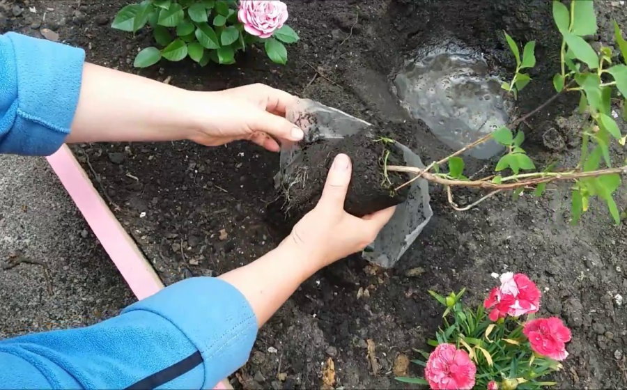 Посадка жасмина на цветочной клумбе в саду