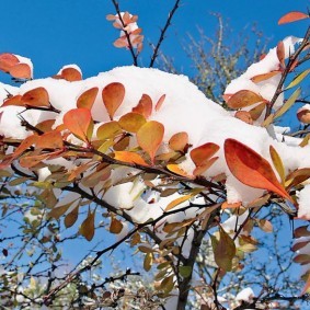 Белый снег на ветке барбариса