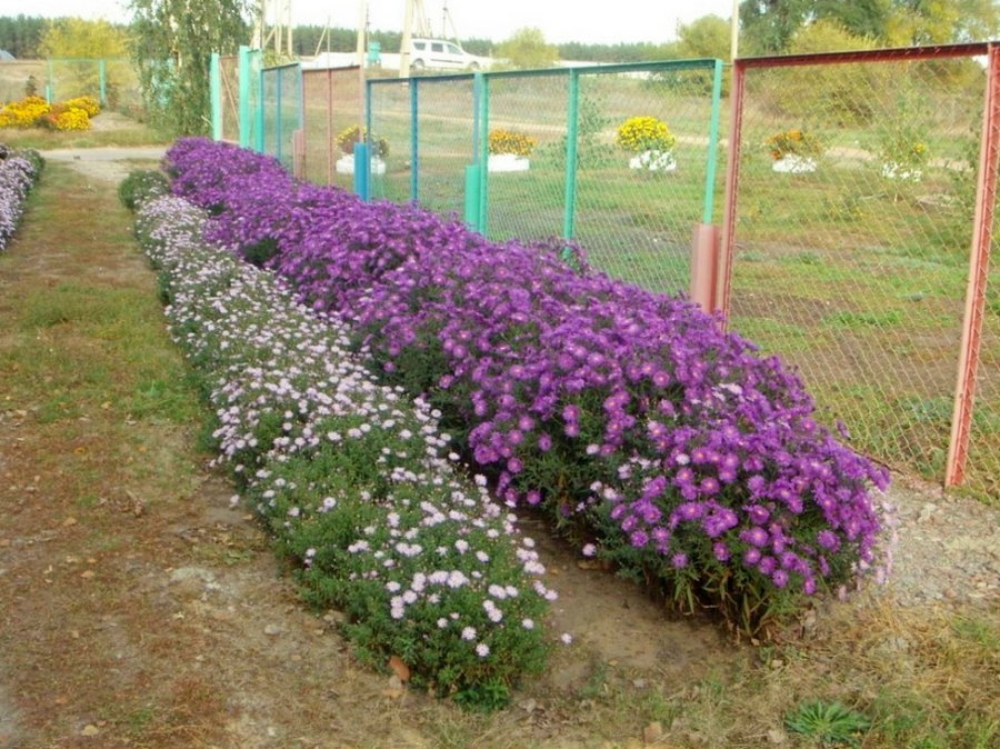 Астры: фото цветов в саду на клумбе, оформление участка с цветником