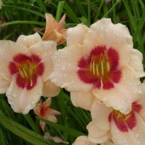 Контрастная расцветка лилейника гибридного сорта