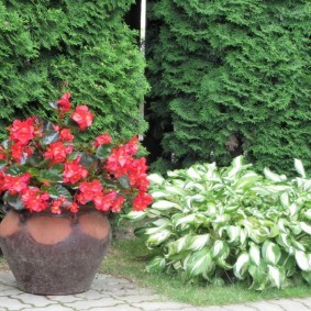 Бегония фото цветов на клумбе и Все о применении садовых бегоний в ландшафтном дизайне