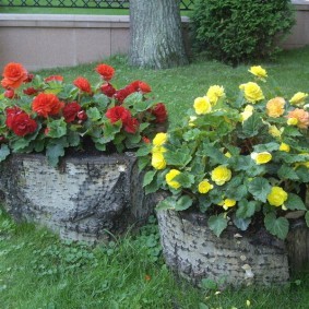 Бегония фото цветов на клумбе и Все о применении садовых бегоний в ландшафтном дизайне