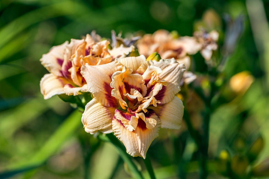 Махровый цветок на гибридном лилейнике сорта Roswitha