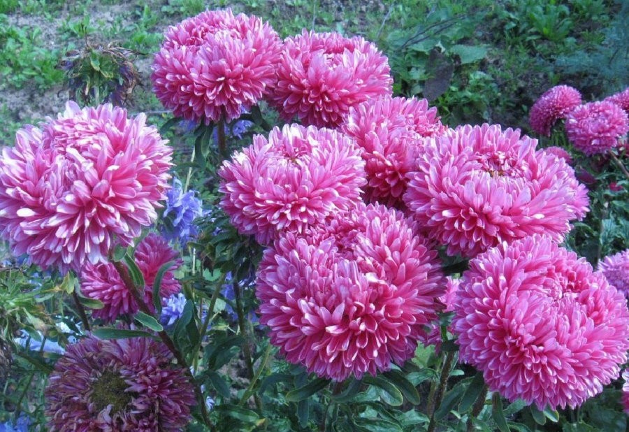 Астры: фото цветов в саду на клумбе, оформление участка с цветником