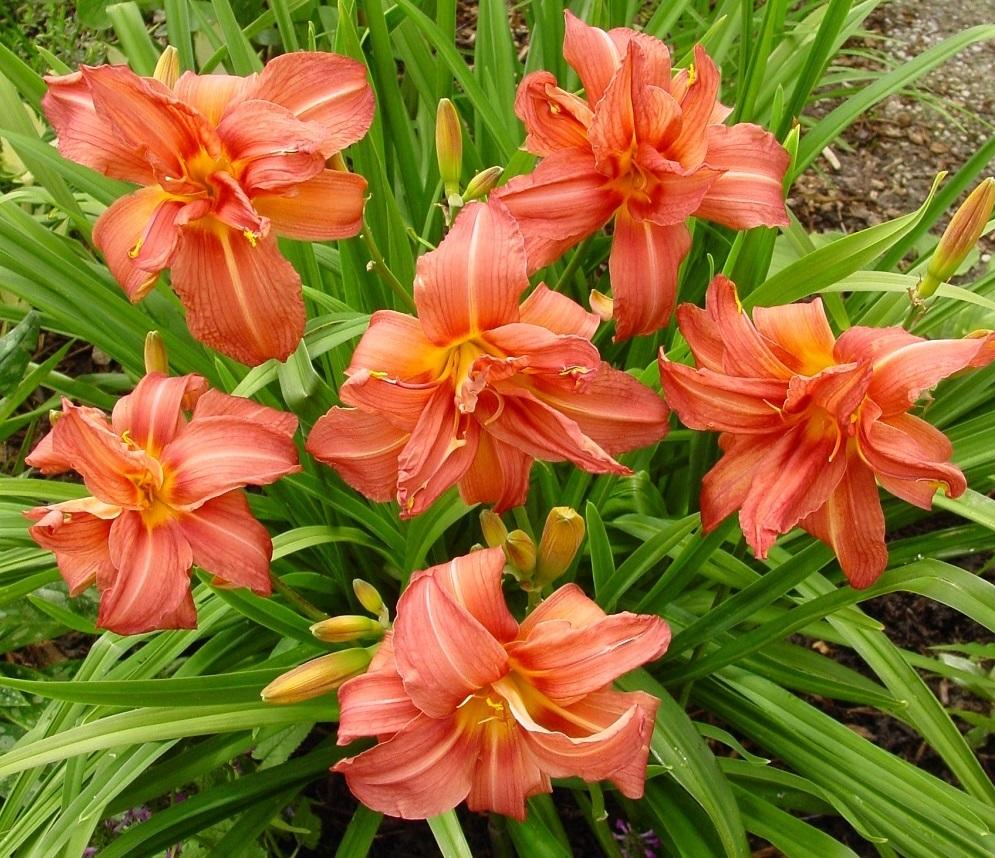 Оранжевые цветки на гибридном лилейнике