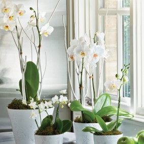 Белые орхидеи на подоконнике квартиры