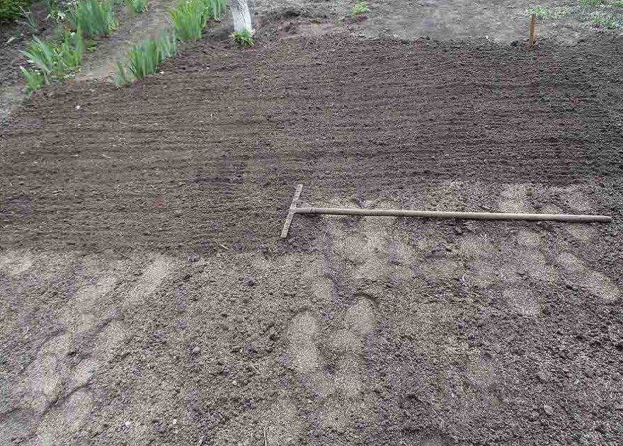 Выравнивание граблями поверхности почвы под газон