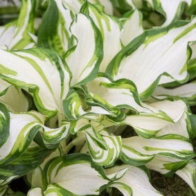 Фото гибридной хосты с бело-зеленой листвой