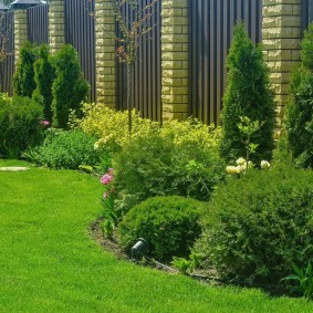 Садовый миксбордер с шаровидными туями