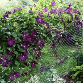 Клематисы на садовом заборе из сетки рабицы