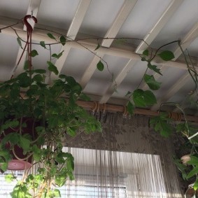 Зеленые растения в горшках на потолке балкона