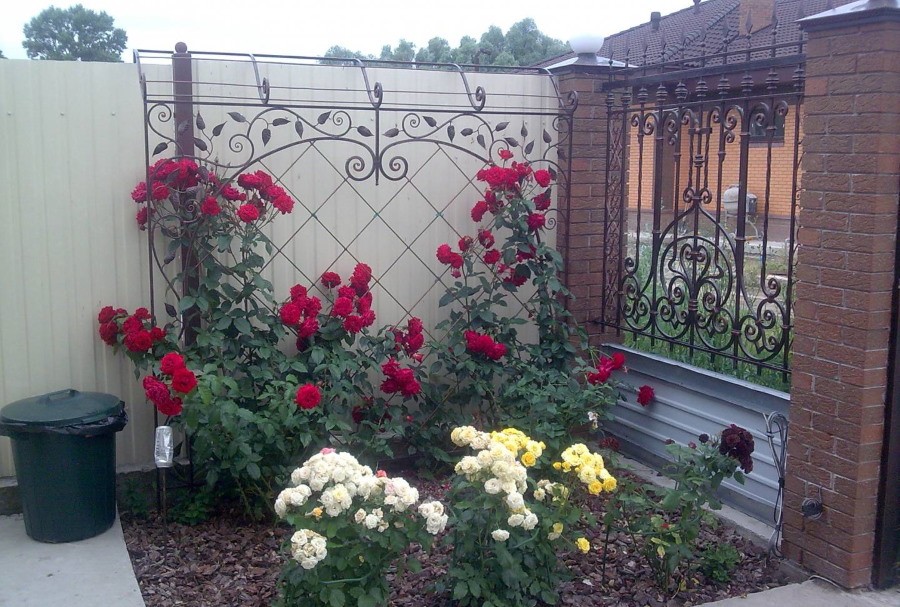 Клумбв с розами у садового забора с ковкой