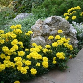 Желтые цветы перед серым камнем